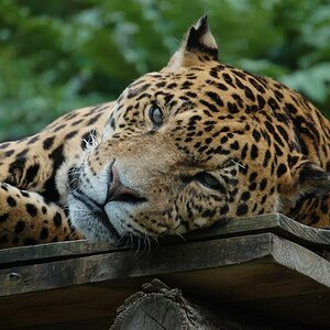 let me sleep