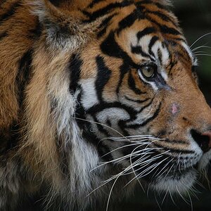 eye of the tiger