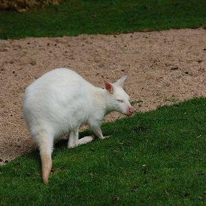 albino