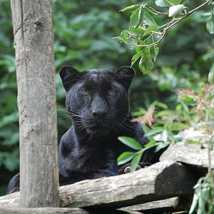 black panther