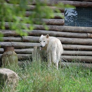wolf