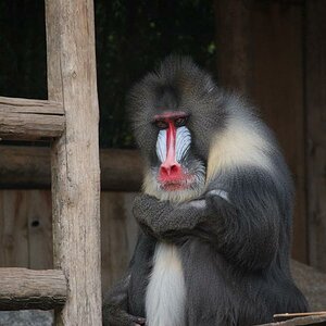 mandrill