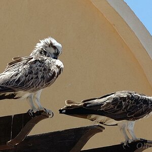 Adler und Mensch im Samaya Hotel in Ägypten in einer Anlage. Beide haben AI, der Mensch das Hotelrastaurant, der Adler das Riff.