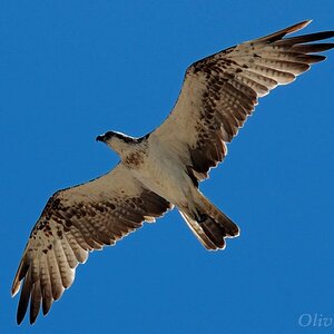 Segelflug des Adlers im beständigen Küstenwind.