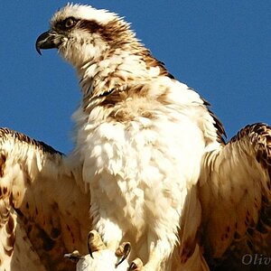 ein Jungvogel verschafft sich Abkühlung durch öffnen des Gefieders