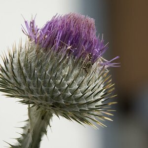 Ameisen auf einer Silberdistel