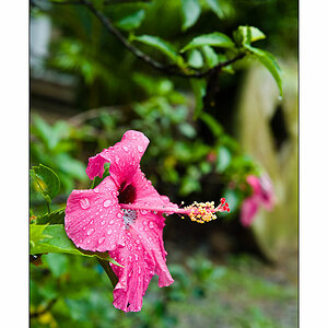 Mekong Blumen fuer Saigon 5