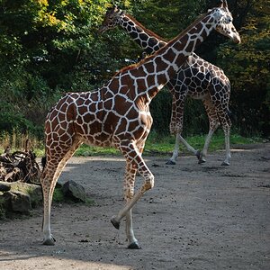 Giraffe