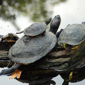 Schildkröten