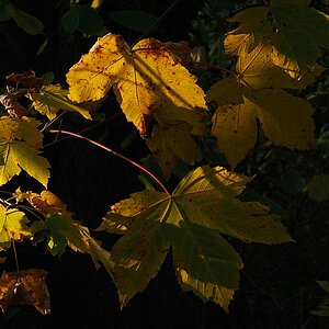 herbst Original (Bild-Nr. 16699)