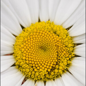 Blümchen-Makro