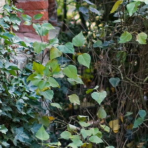 20081018 4504 [D700]   F1,4 50,00mm
