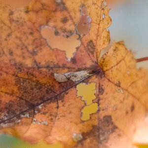 20081009 4250 [D700]   F1,4 50,00mm