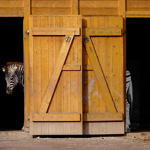 zebraxxl 900