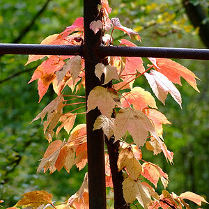 herbst1
