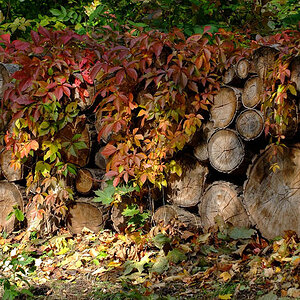 herbst2