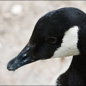 Ente