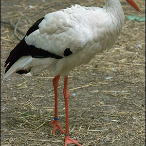 Storch