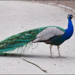 Pfau