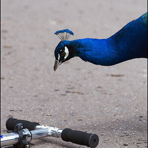 Pfau
