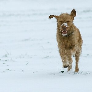 Oli im Schnee