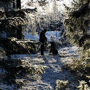 i vinterskogen 1