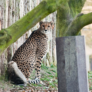 20081230 4783 [D300]   F5,0 300,00mm