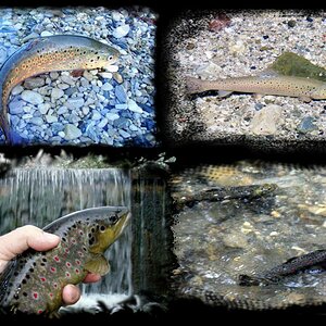 Bachforellen Collage