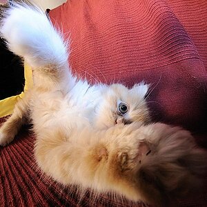 2008 12 22 Sarahs Katze Gremlin D7C 0132 ps