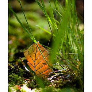 Blatt am Waldboden