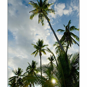 Palmen auf Panglao