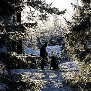 i vinterskogen 1a