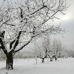 Baum mit Leiter