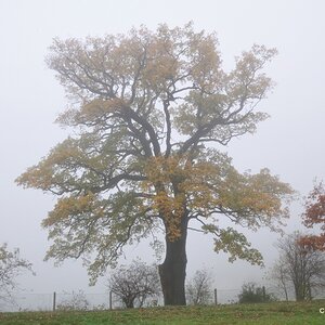 Pillnitz