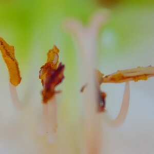 Tamron 28-75 Macro