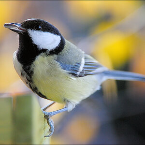 Vogelhaus 2010 D3S 1894 1a

· http://www.nikon-fotografie.de/vbulletin/showpost.php?p=1439970&postcount=3394