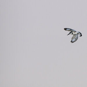 DSC11742 NFF