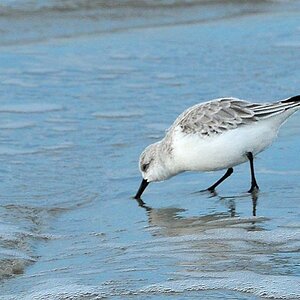 Sanderling auf Borkum (MHX 6797A+USMMx)