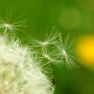 Pusteblume