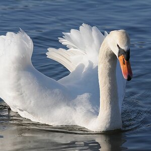 Schwan