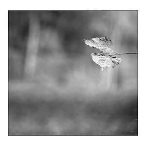 LastDSC 7835