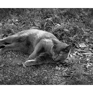Nikon F100, Ilford FP4, AF 50/1.8 D