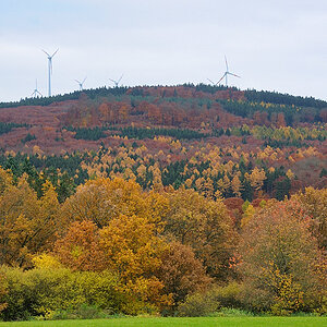 Höchstenbacherwald
