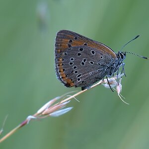 P7039632 hf