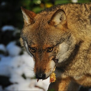 acomp Bayrischer Wald 0134