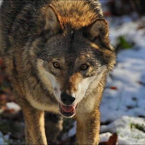 acomp Bayrischer Wald 0173
