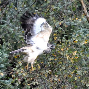 bussard1 DSC 2410