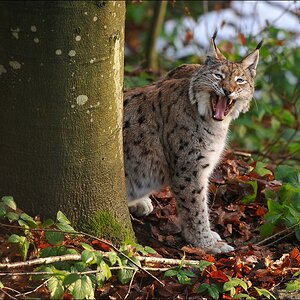 acomp Bayrischer Wald 0615