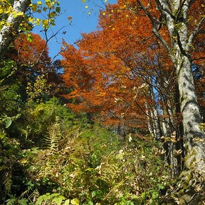 Herbstwald
