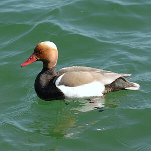 Pfingsten 2010 07
